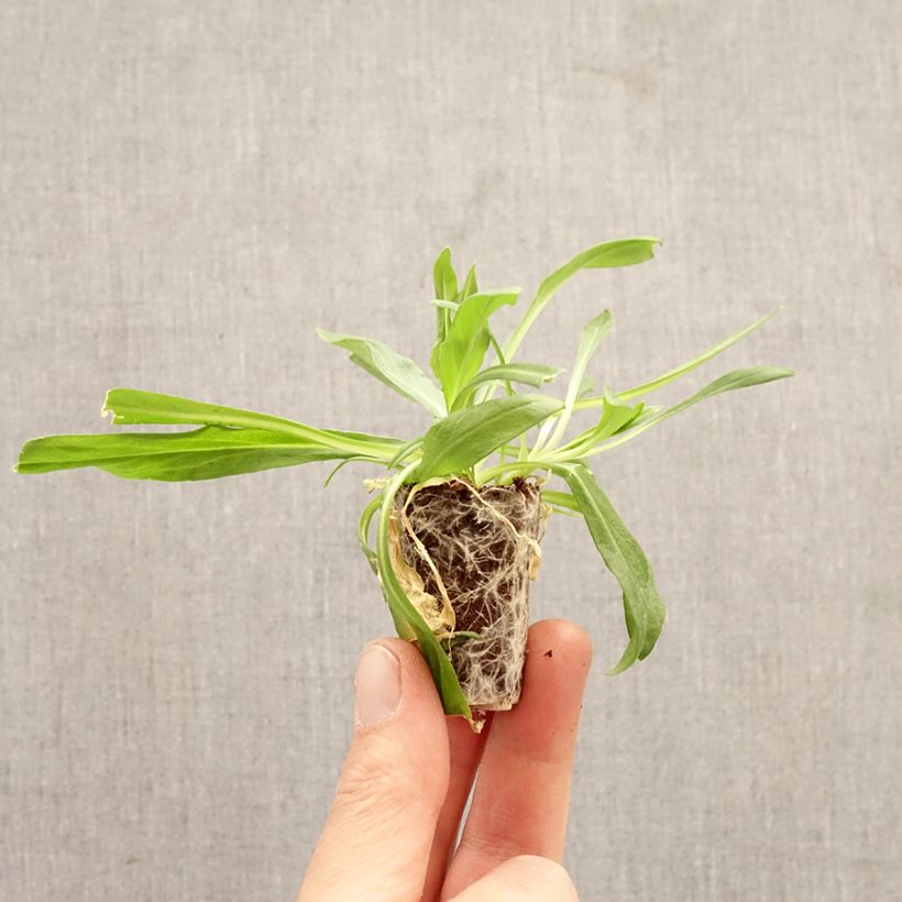 Exemplar von Kuckucks-Lichtnelke Petite Jenny - Lychnis flos-cuculi Mini-Plug Ø 3/4 cm wie im Frühjahr geliefert