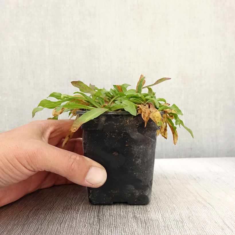 Exemplar von Kuckucks-Lichtnelke White Robin - Lychnis flos-cuculi Kleine Töpfe von 7/8 cm wie im Herbst geliefert