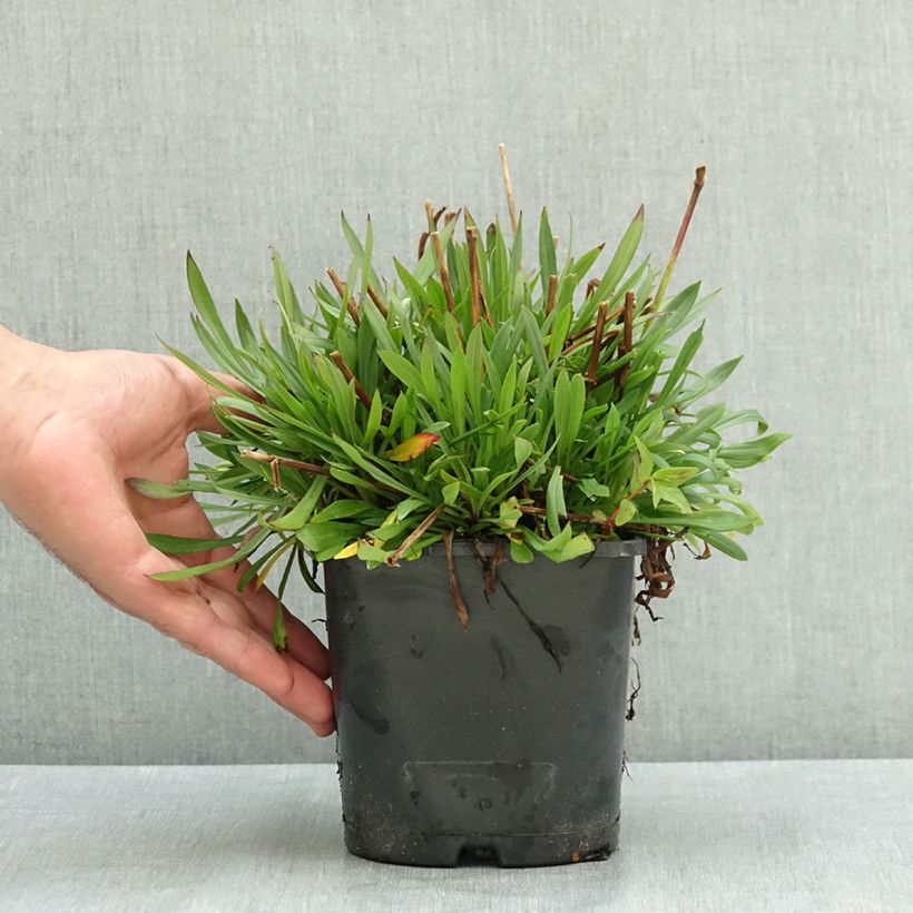 Exemplar von Lychnis viscaria Plena - Attrape-mouches à fleurs doubles Pot de 2L/3L wie im Sommer geliefert