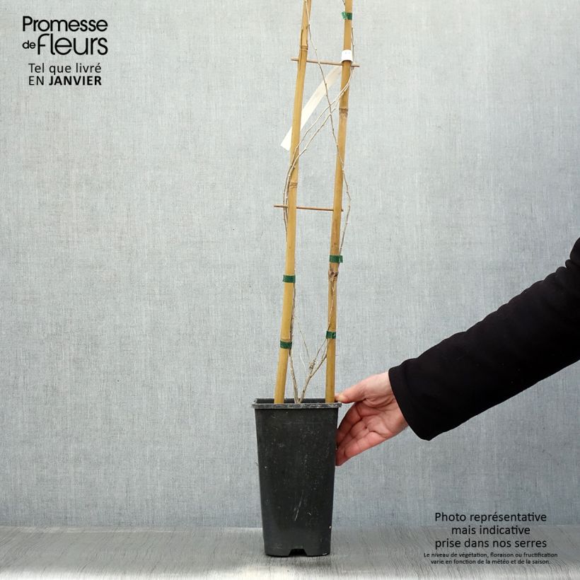 Exemplar von Chinesischer Bocksdorn - Lycium chinense Topf mit 2L/3L wie im Winter geliefert