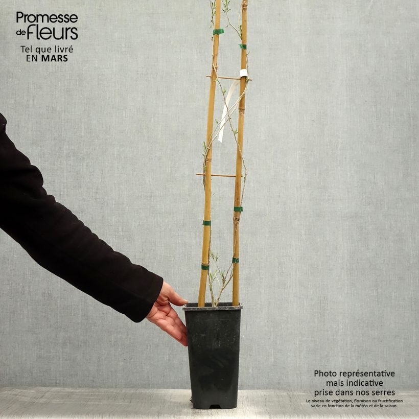 Exemplar von Chinesischer Bocksdorn - Lycium chinense Topf mit 2L/3L wie im Frühjahr geliefert