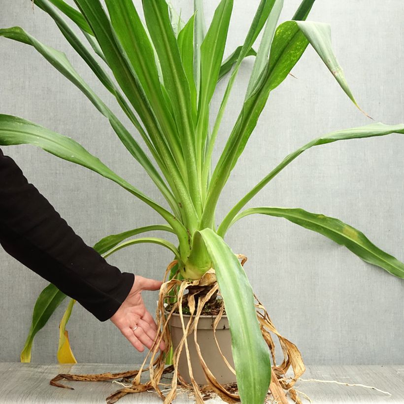 Exemplar von Beschorneria albiflora - Beschornerie Topf mit 3L/4L wie im Herbst geliefert