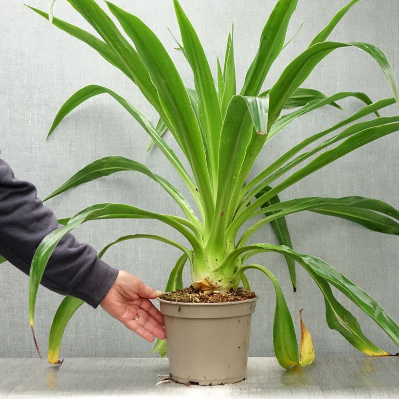 Exemplar von Beschorneria albiflora - Beschornerie Topf mit 3L/4L wie im Sommer geliefert