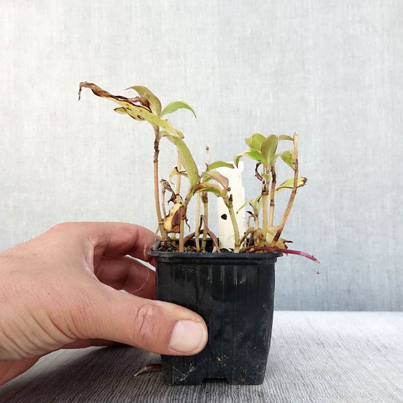 Exemplar von Tricyrtis formosana Autumn Glow - Krötenlilie Kleine Töpfe von 8/9 cm wie im Herbst geliefert