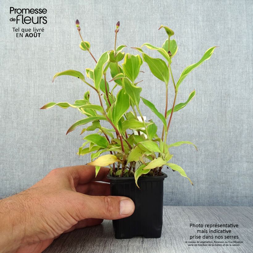 Exemplar von Tricyrtis formosana Autumn Glow - Krötenlilie Kleine Töpfe von 8/9 cm wie im Sommer geliefert