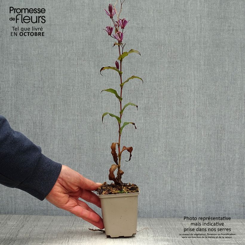 Exemplar von Tricyrtis formosana Dark Beauty - Krötenlilie Kleine Töpfe von 8/9 cm wie im Herbst geliefert