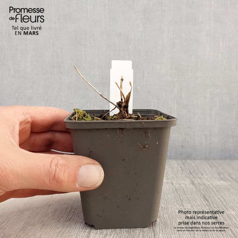 Exemplar von Tricyrtis formosana Dark Beauty - Krötenlilie Kleine Töpfe von 8/9 cm wie im Frühjahr geliefert