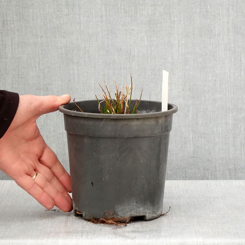 Exemplar von Tricyrtis formosana Dark Beauty - Krötenlilie Topf mit 2L/3L wie im Frühjahr geliefert