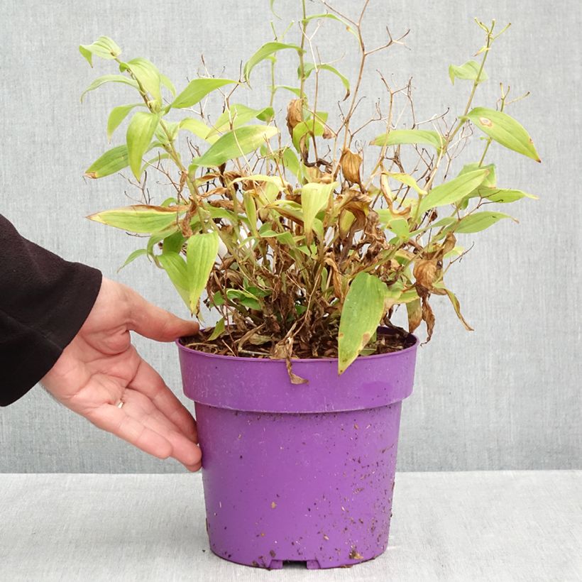 Exemplar von Tricyrtis formosana Pink Freckles - Krötenlilie Topf mit 2L/3L wie im Herbst geliefert