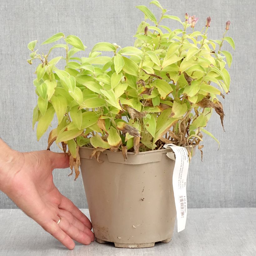 Exemplar von Tricyrtis formosana Pink Freckles - Krötenlilie Topf mit 2L/3L wie im Sommer geliefert