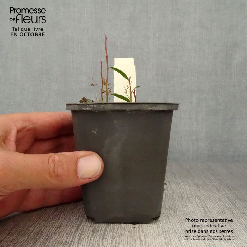 Exemplar von Lysichiton camtschatcensis - Weiße Scheinkalla Kleine Töpfe von 8/9 cm wie im Herbst geliefert