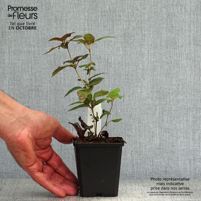Exemplar von Lysimachia ciliata Fire Cracker - Bronze-Felberich Kleine Töpfe von 8/9 cm wie im Herbst geliefert