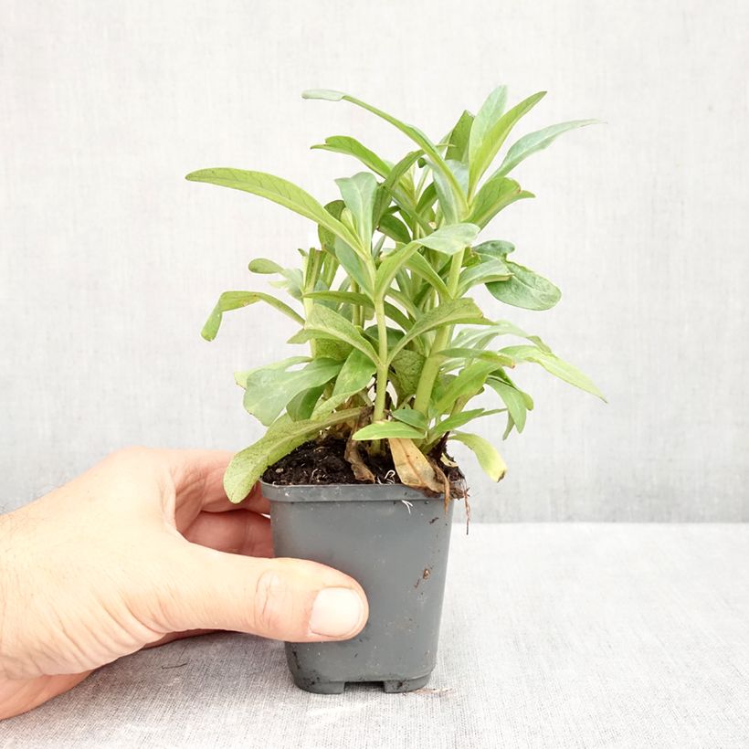 Exemplar von Lysimachia ephemerum - Iberischer Felberich Kleine Töpfe von 8/9 cm wie im Herbst geliefert