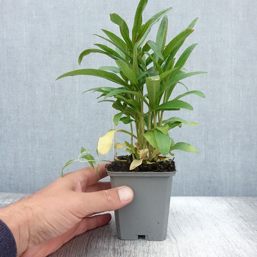 Exemplar von Lysimachia ephemerum - Iberischer Felberich Kleine Töpfe von 8/9 cm wie im Sommer geliefert