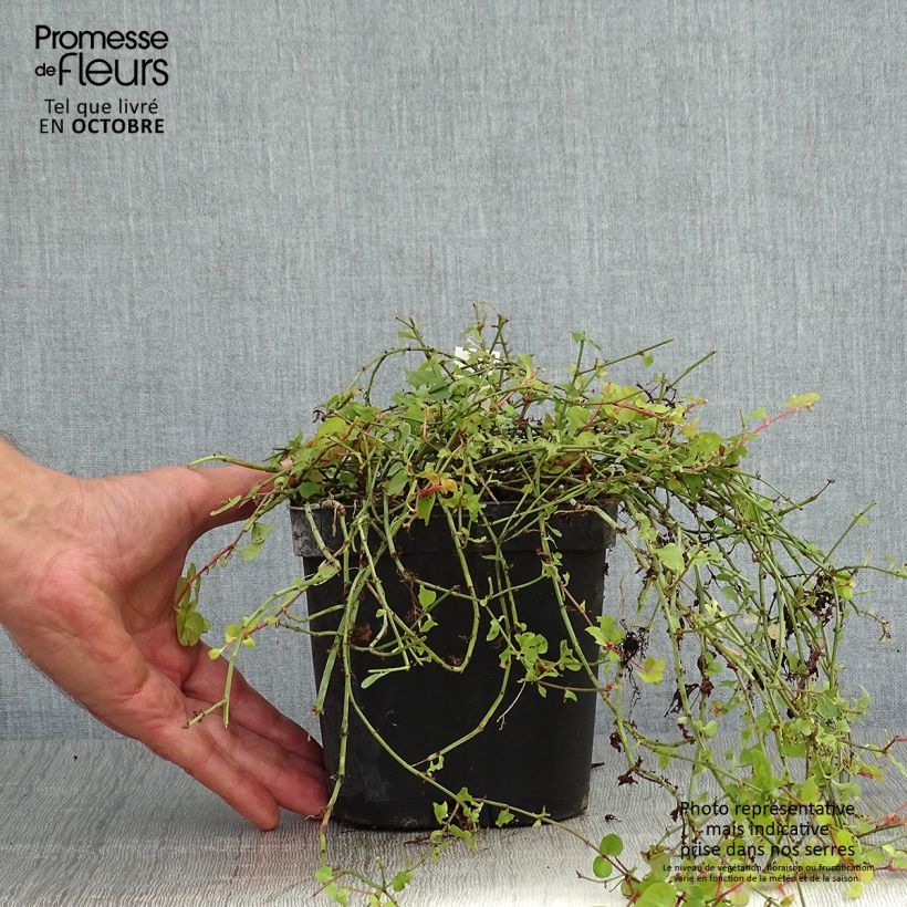 Exemplar von Lysimachia nummularia Aurea - Pfennigkraut Topf mit 2L/3L wie im Herbst geliefert