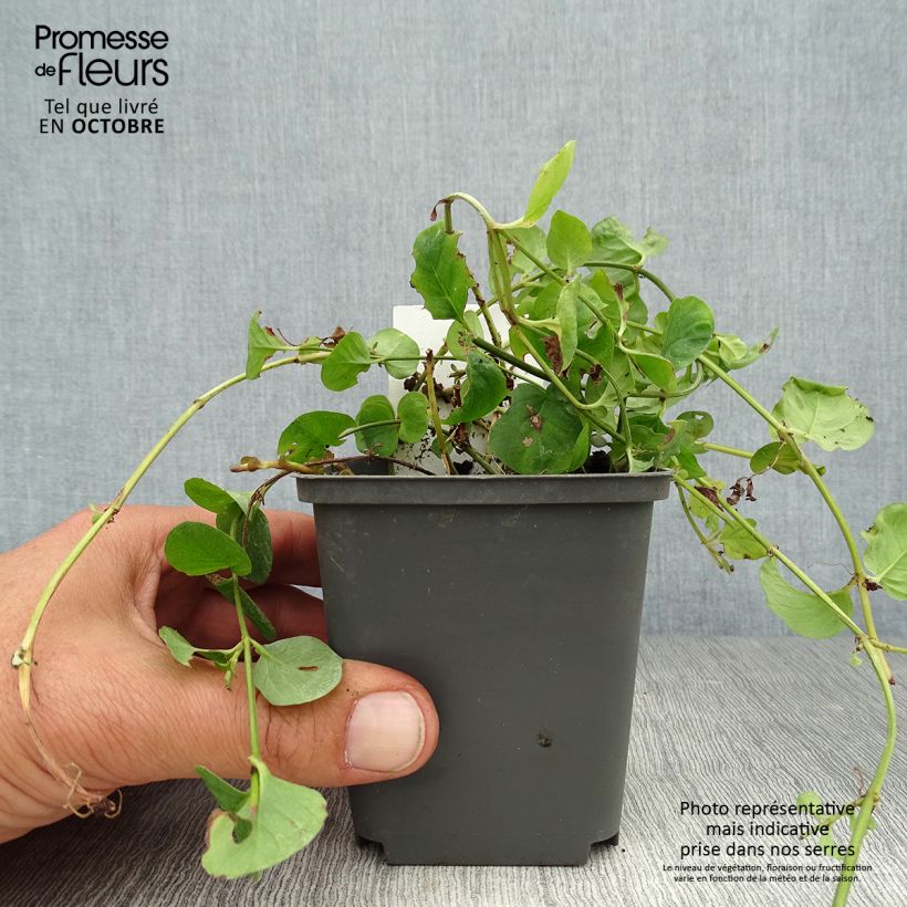 Exemplar von Lysimachia nummularia - Pfennigkraut Kleine Töpfe von 8/9 cm wie im Herbst geliefert