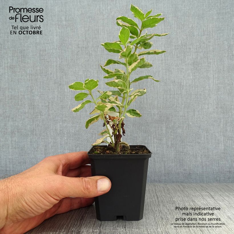 Exemplar von Lysimachia punctata Alexander - Gilbweiderich Kleine Töpfe von 8/9 cm wie im Herbst geliefert