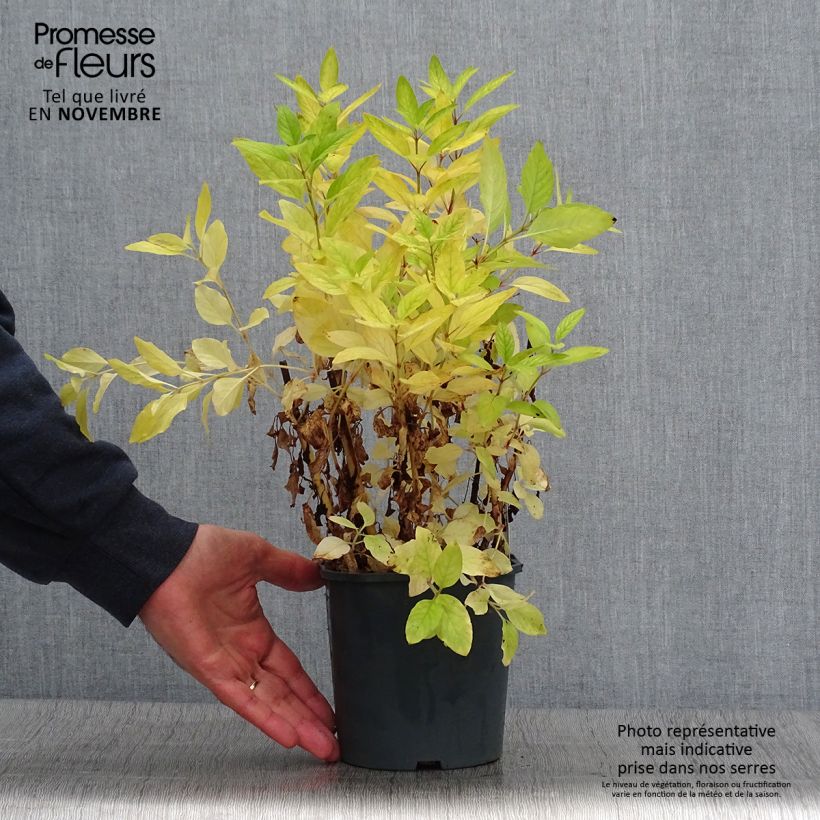 Exemplar von Lysimachia punctata - Gilbweiderich Topf mit 2L/3L wie im Herbst geliefert