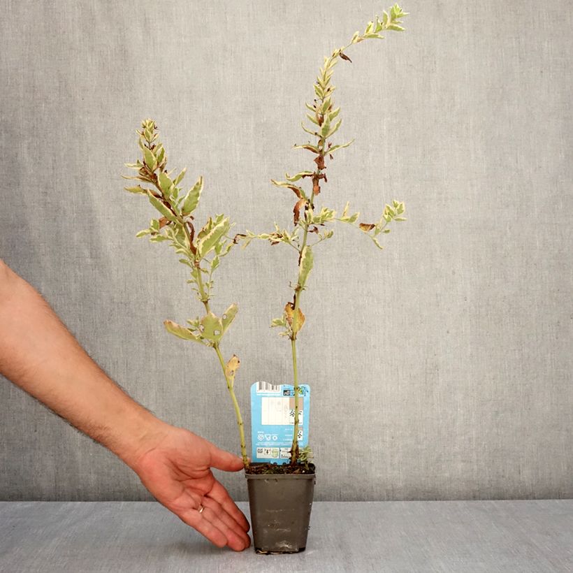 Exemplar von Lysimachia punctata Variegata - Gilbweiderich Kleine Töpfe von 8/9 cm wie im Herbst geliefert