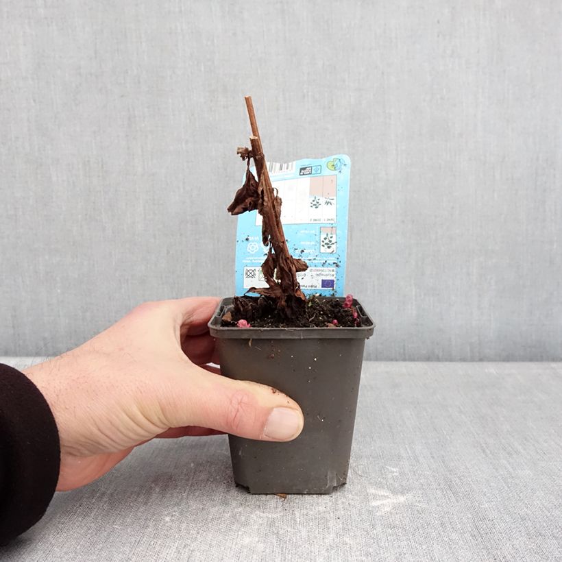 Exemplar von Lysimachia punctata Variegata - Gilbweiderich Kleine Töpfe von 8/9 cm wie im Winter geliefert