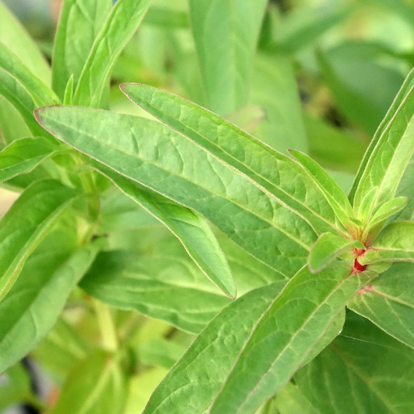 Lysimachia thyrsiflora - Straußblütiger Gilbweiderich (Laub)