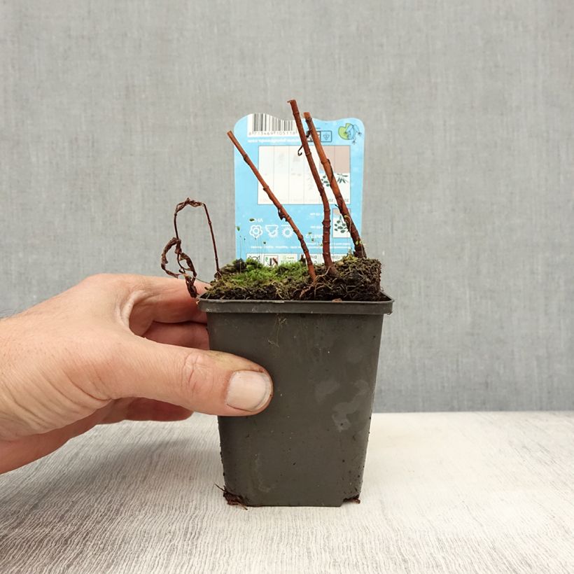 Exemplar von Lysimachia thyrsiflora - Straußblütiger Gilbweiderich Kleine Töpfe von 8/9 cm wie im Herbst geliefert