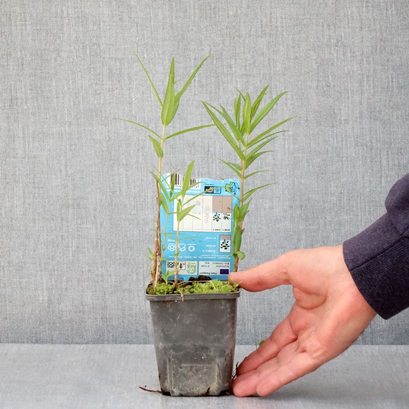 Exemplar von Lysimachia thyrsiflora - Straußblütiger Gilbweiderich Kleine Töpfe von 8/9 cm wie im Frühjahr geliefert