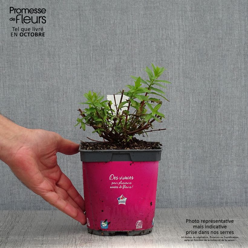 Exemplar von Blut-Weiderich Robert - Lythrum salicaria Topf mit 2L/3L wie im Herbst geliefert