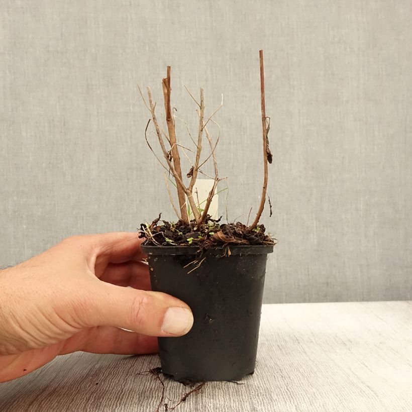 Exemplar von Ruten-Weiderich Dropmore Purple - Lythrum virgatum Kleine Töpfe von 8/9 cm wie im Herbst geliefert