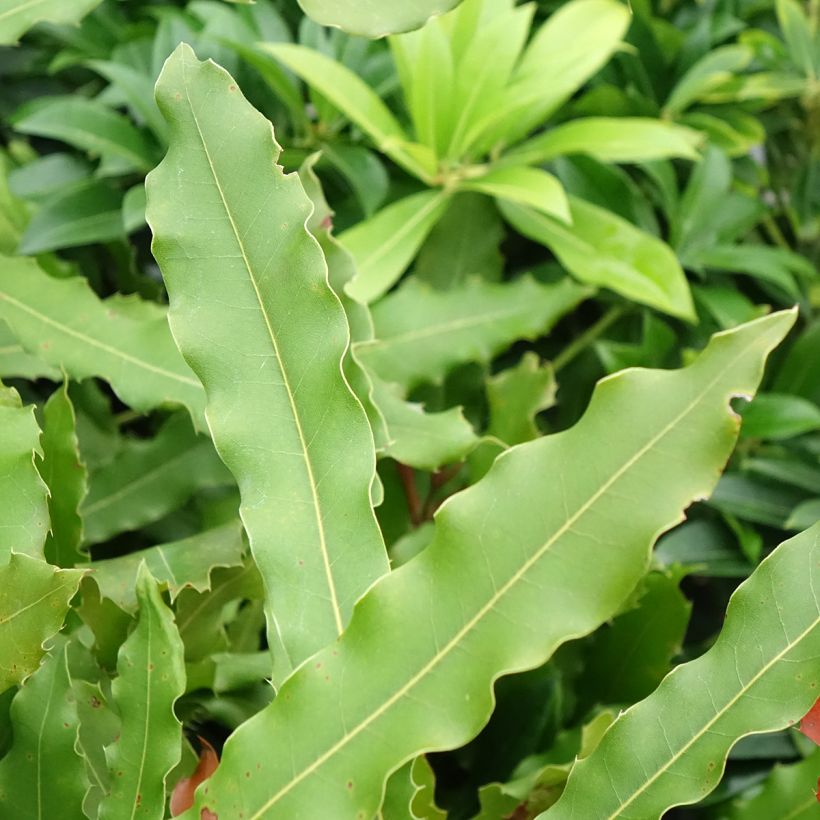 Macadamia-baum Beaumont (Laub)