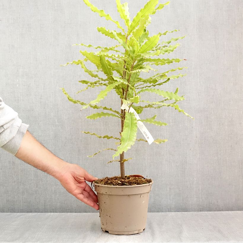 Exemplar von Macadamia-baum Beaumont Topf mit 4L/5L wie im Herbst geliefert
