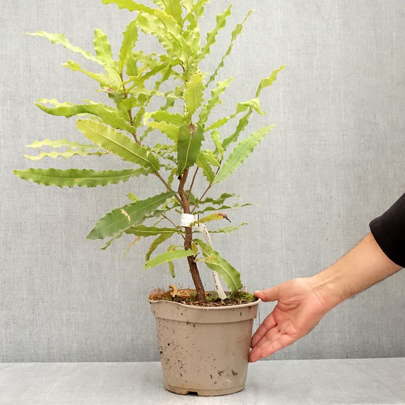 Exemplar von Macadamia-baum Beaumont Topf mit 4L/5L wie im Sommer geliefert
