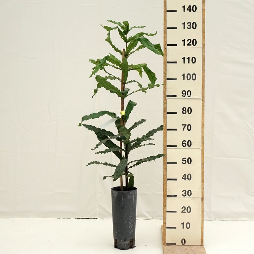 Exemplar von Macadamia integrifolia - Macadamia-Baum Topf mit 4L/5L wie im Frühjahr geliefert
