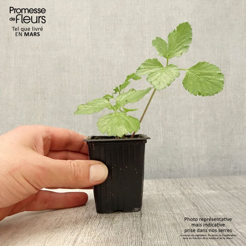 Exemplar von Gespenst-Gelbdolde - Smyrnium olusatrum Kleine Töpfe von 7/8 cm wie im Frühjahr geliefert