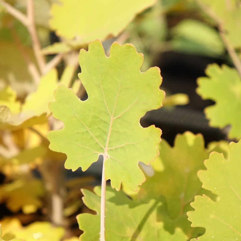 Macleaya microcarpa Kelway's Coral Plume - Roter Federmohn (Laub)