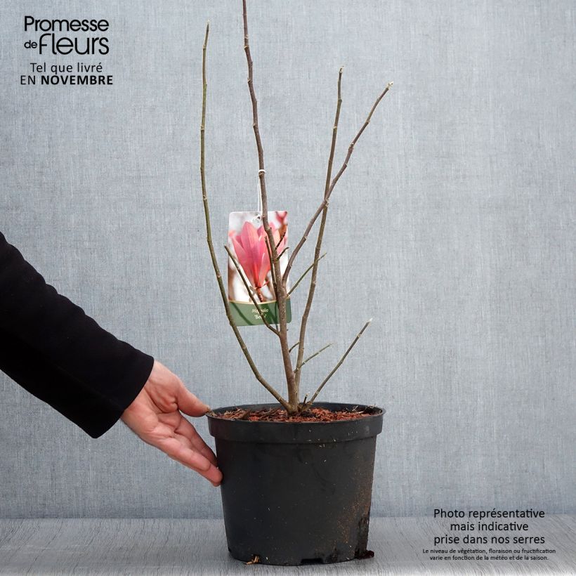 Exemplar von Magnolia Betty - Magnolie Topf mit 4L/5L wie im Herbst geliefert