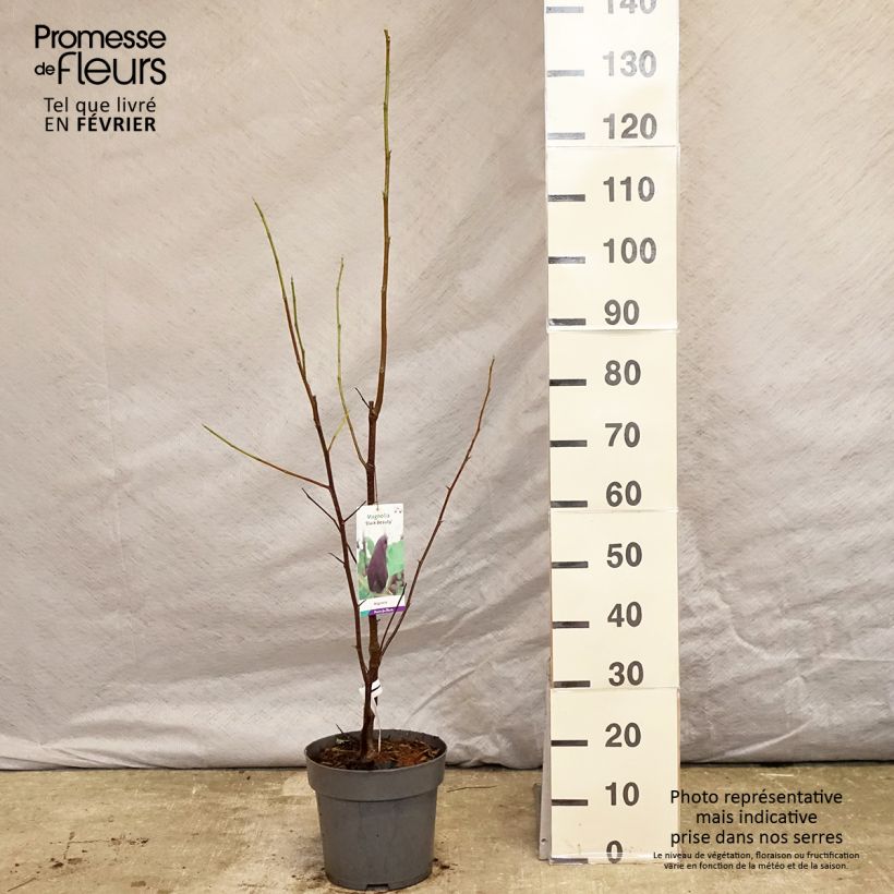 Exemplar von Magnolia brooklynensis Black Beauty - Magnolie Topf mit 6L/7L wie im Winter geliefert