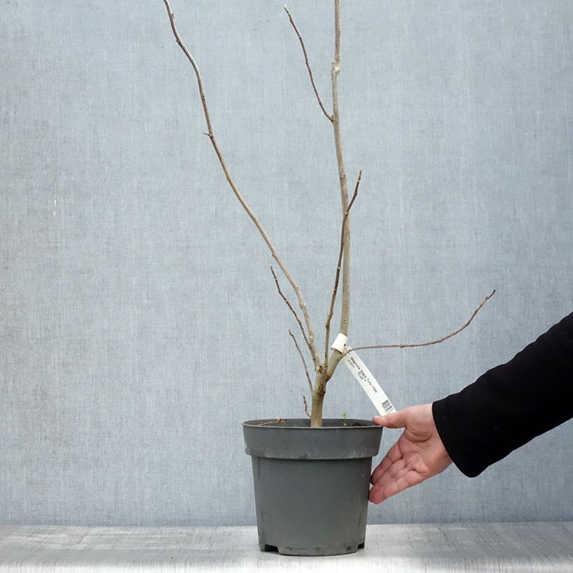 Exemplar von Magnolia Black Tulip - Magnolie Topf mit 4L/5L wie im Herbst geliefert