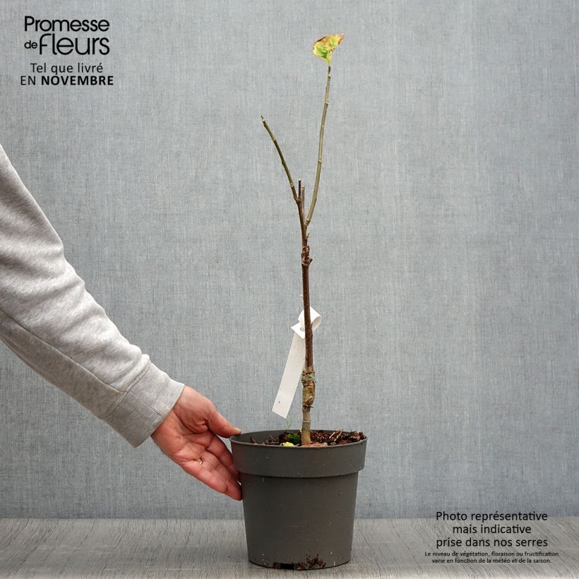 Exemplar von Magnolia brooklynensis Yellow Bird - Magnolie Topf mit 3L/4L wie im Herbst geliefert