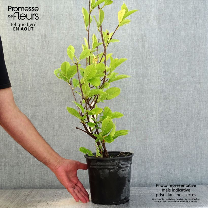 Exemplar von Magnolia denudata Festirose - Yulan-Magnolie Topf mit 4L/5L wie im Sommer geliefert