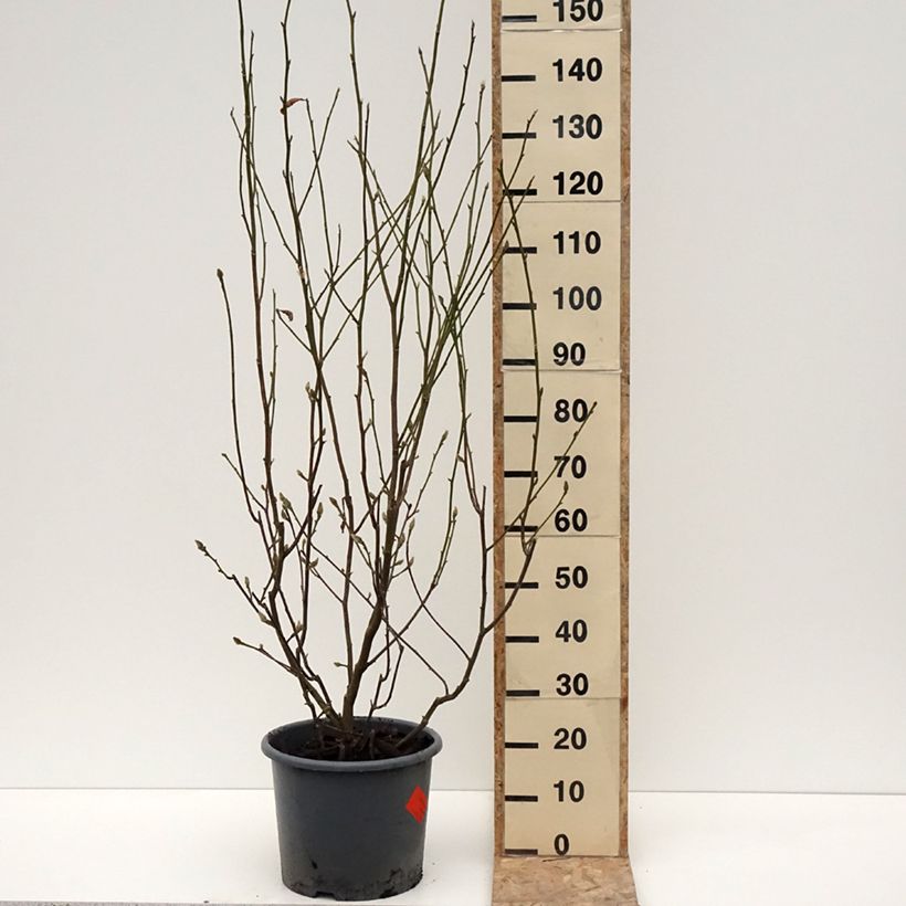 Exemplar von Magnolia denudata Festirose - Yulan-Magnolie Topf mit 7,5L/10L wie im Winter geliefert