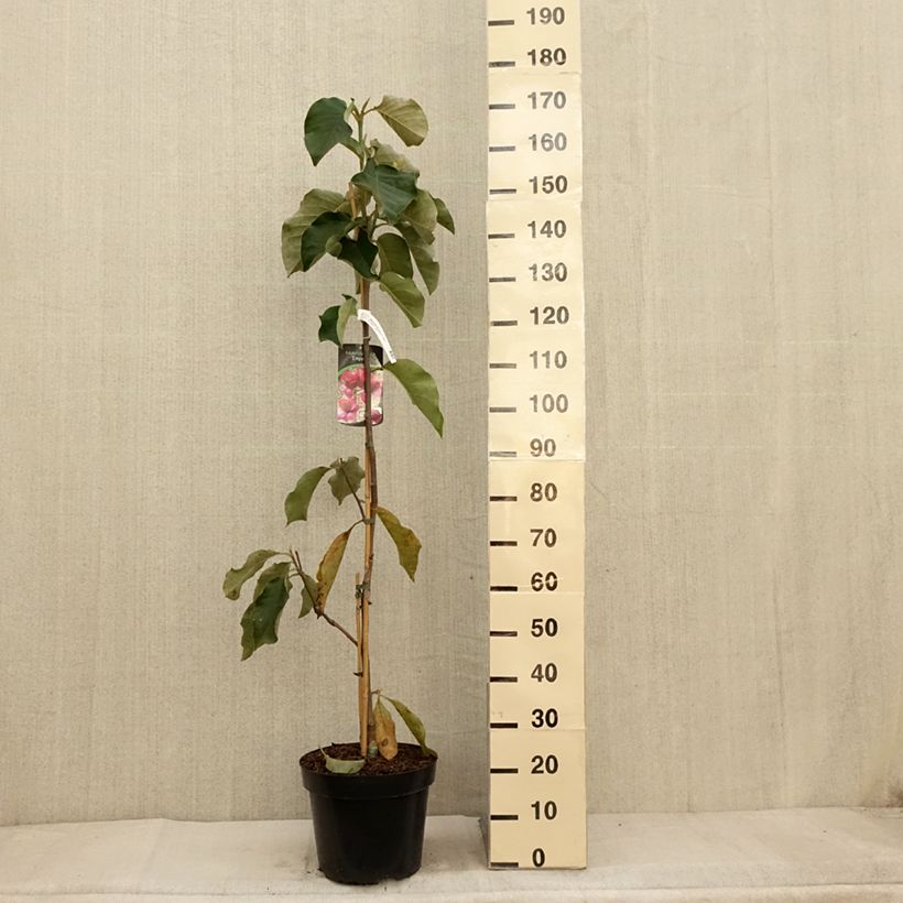 Exemplar von Magnolia soulangeana Emperor - Tulpen-Magnolie Topf mit 7,5L/10L wie im Herbst geliefert