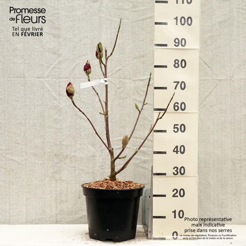 Exemplar&#x20;von&#x20;Magnolia&#x20;soulangeana&#x20;Emperor&#x20;-&#x20;Tulpen-Magnolie&#x20;Topf&#x20;mit&#x20;7,5L&#x2F;10L&#x20;wie&#x20;im&#x20;Winter&#x20;geliefert