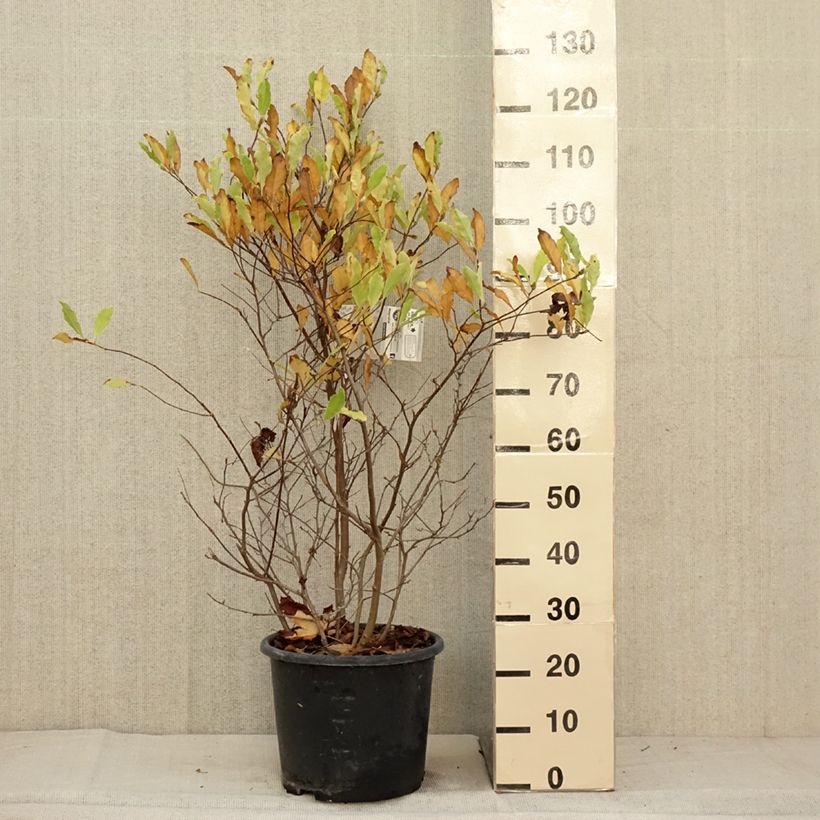 Exemplar von Magnolia stellata Waterlily - Stern-Magnolie Topf mit 7,5L/10L wie im Herbst geliefert