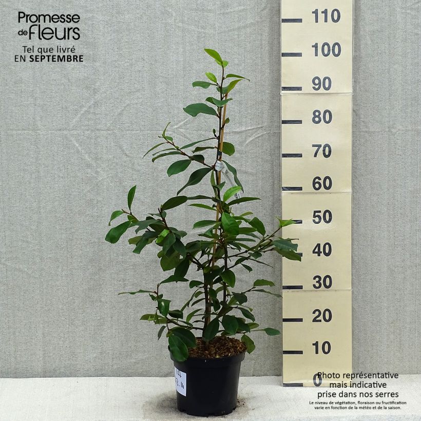 Exemplar von Magnolia 'Fairy Blush' - Magnolie Topf mit 4L/5L wie im Herbst geliefert