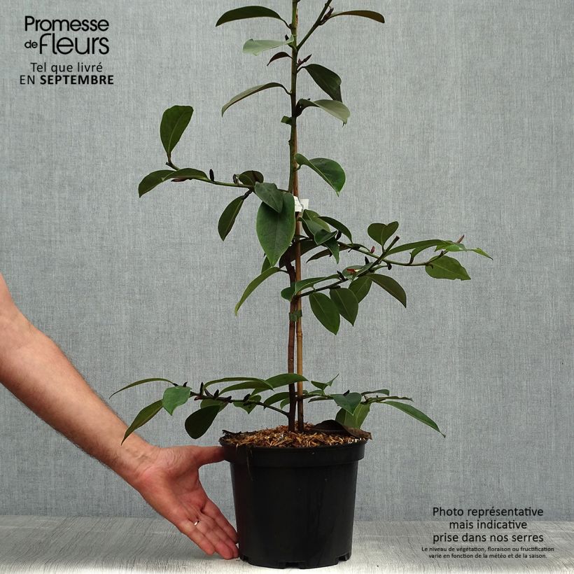 Exemplar von Magnolia doltsopa Fairy White - Magnolie Topf mit 4L/5L wie im Herbst geliefert
