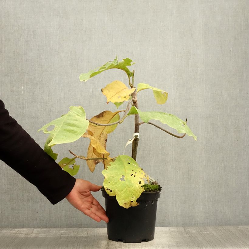 Exemplar von Magnolia Felix Jury - Magnolie Topf mit 4L/5L wie im Herbst geliefert