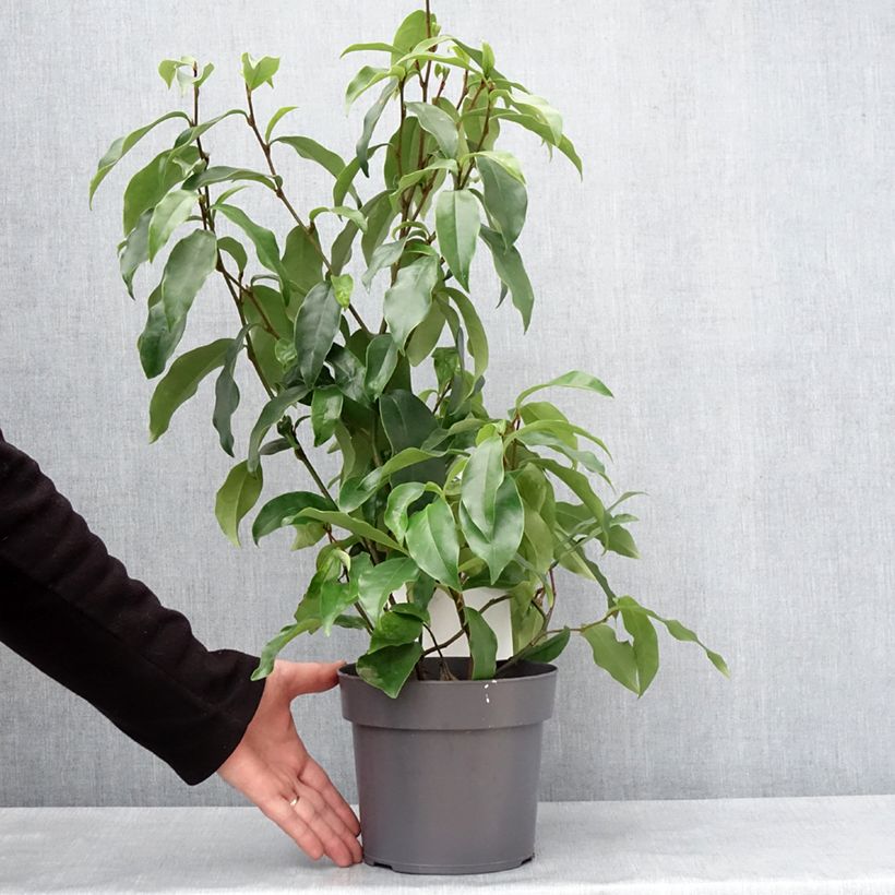 Exemplar von Magnolia figo Stellar Ruby - Bananenstrauch Topf mit 3L/4L wie im Winter geliefert