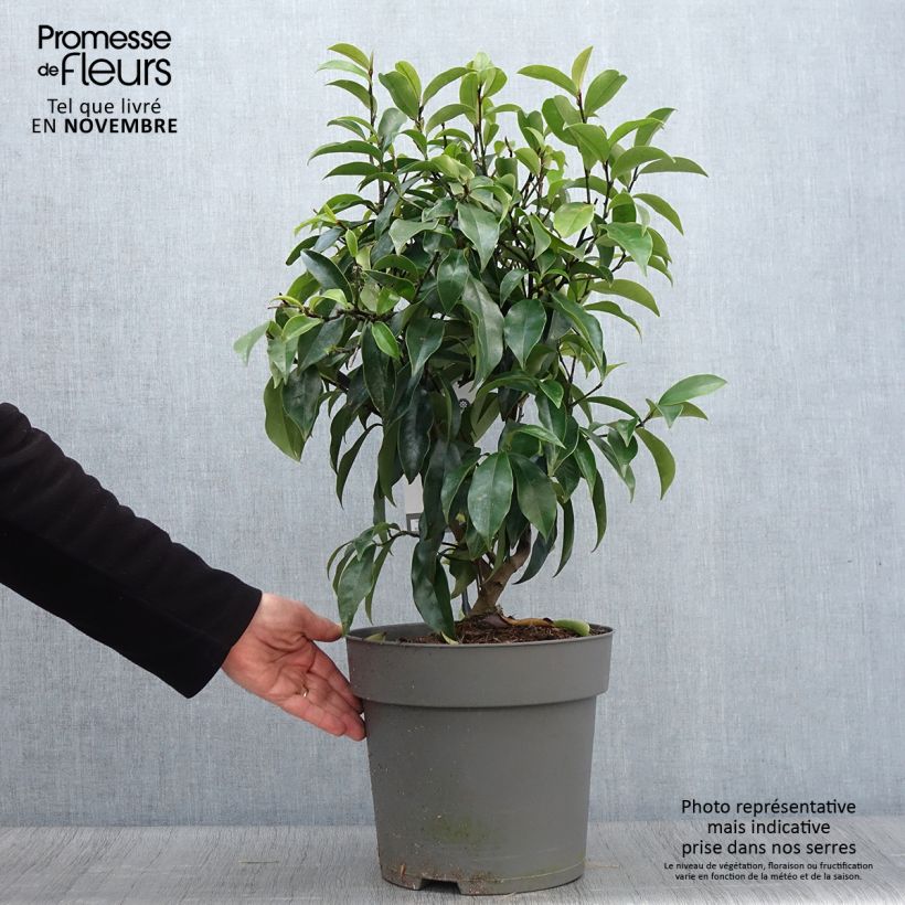 Exemplar von Magnolia figo Stellar Ruby - Bananenstrauch Topf mit 6L/7L wie im Herbst geliefert