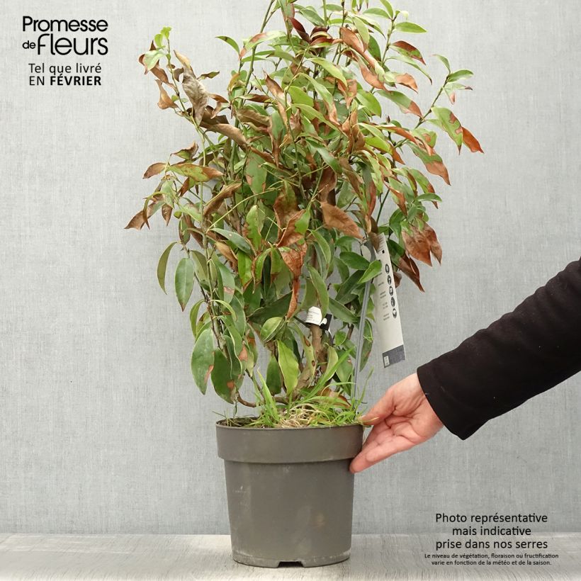 Exemplar von Magnolia figo Stellar Ruby - Bananenstrauch Topf mit 6L/7L wie im Winter geliefert